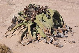 Nagyon öreg, nőivarú növény természetes élőhelyén, Namíbiában
