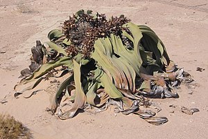 Welwitschie в Намибии