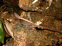 Western Ghats Kangaroo Lizard.jpg