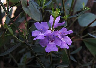 <i>Westringia crassifolia</i> Species of shrub