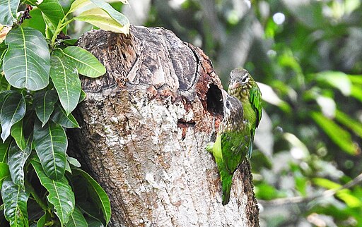 White-cheeked barbet pair by Krishnakumar