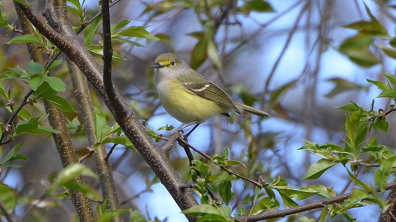 File:White-eyed Vireo (8650812816).jpg