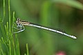 * Nomination White-legged damselfly (Platycnemis pennipes) young female, Bulgaria --Charlesjsharp 08:26, 3 October 2017 (UTC) * Promotion Good quality. --Ermell 07:25, 6 October 2017 (UTC)