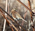 * Nomination White-throated sparrow in Brooklyn Bridge Park --Rhododendrites 20:31, 8 December 2020 (UTC) * Promotion Very good quality. -- Ikan Kekek 23:29, 8 December 2020 (UTC)