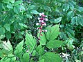 Actaea pachypoda White baneberry