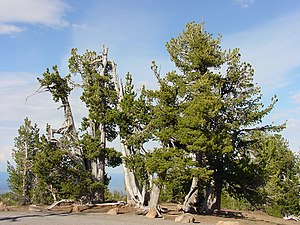 Valkovarsinen mänty (Pinus albicaulis)