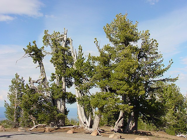 Western white pine - Wikipedia