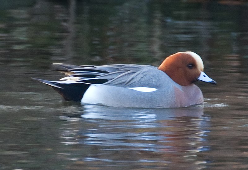 File:Wigeon 3d (6684940199).jpg