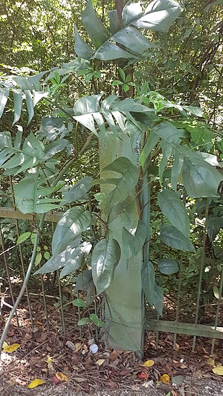 <i>Epipremnum pinnatum</i> Species of flowering plant