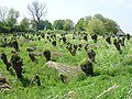 Willows near Loevestein Castle