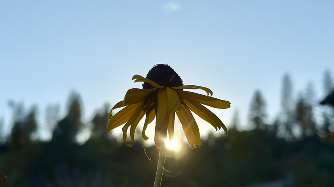 Wilting Sunflower Silhouette