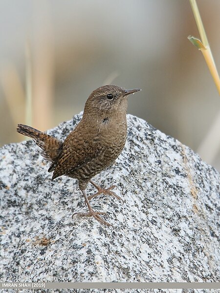 File:Winter Wren (Troglodytes troglodytes) (49345947681).jpg