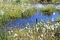 Name/Lage? welches Schutzgebiet? [1], aber vgl. Dateiname Die beiden Gebiete überschneiden sich: [2]