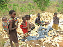 Zambian woman and her kids peeling maize