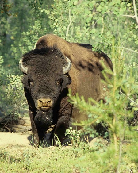 Tập_tin:Wood-Buffalo-NP_Waldbison_98-07-02.jpg