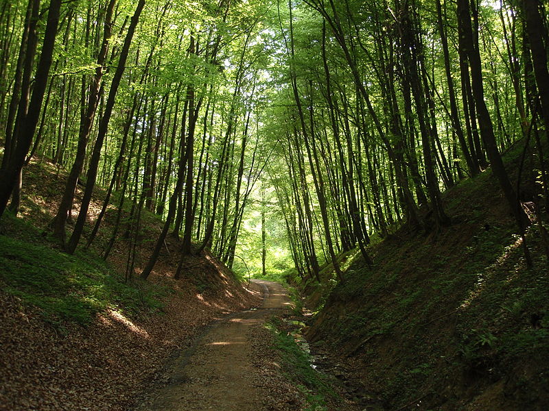 File:Woods near Pišece Castle.JPG