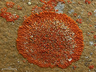 <i>Rusavskia</i> Genus of lichens