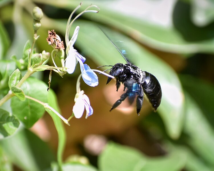 File:Xylocopa nasalis-hovering.jpg