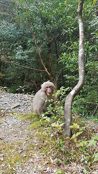 File:Yakushima-Monkey.jpg