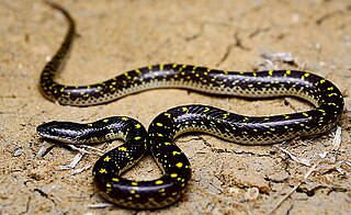 <i>Lycodon flavomaculatus</i> Species of snake