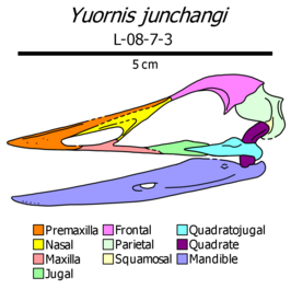 Yuornis