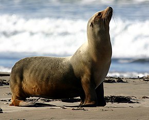 Kuvan kuvaus Zalophus californianus - Morro Bay.jpg.