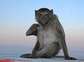 * Nomination Monkey in Mount Zwegabin Monastery, Hpa An, Myanmar. --Kallerna 04:26, 2 March 2020 (UTC) * Promotion  Support Good quality. --Podzemnik 05:25, 2 March 2020 (UTC)  Question - Does the species or at least genus have to be identified for QI? -- Ikan Kekek 06:52, 2 March 2020 (UTC)