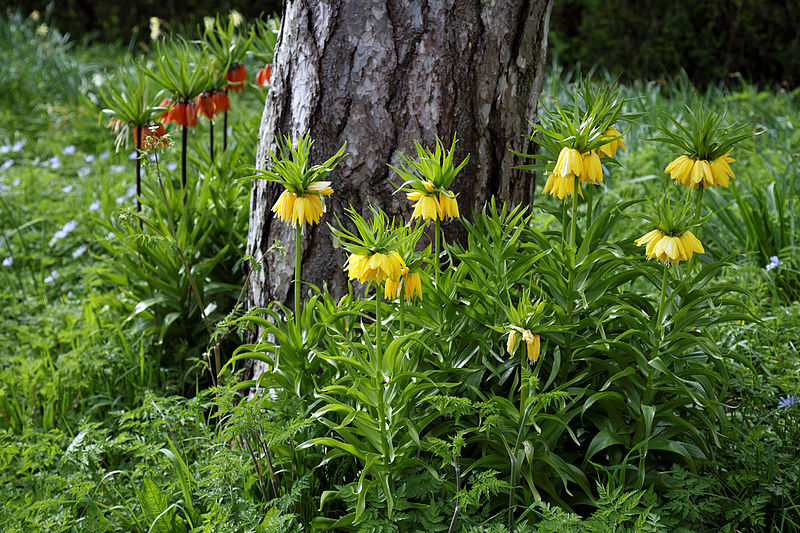 File:'Fritillaria imperialis' Maximea Lutea at Feeringbury Manor, Feering Essex England.jpg