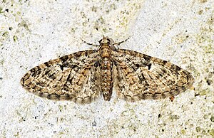 (1853) Oak-tree Pug (Eupithecia dodoneata) - Flickr - Bennyboymothman (1).jpg