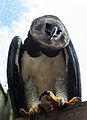 Águia Harpia - Harpy Eagle.jpg