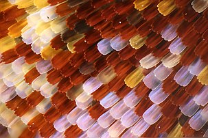 European peacock butterfly wing scales, by Anatoly Mikhaltsov