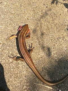 Kishinoues giant skink Species of lizard