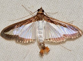 Descripción de la imagen - 5204 - Diaphania hyalinata - Melonworm Moth (15871860970) .jpg.
