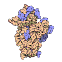 Molecular structure of the 30S Subunit from Thermus thermophilus. Proteins are shown in blue and the single RNA strand in orange. 010 small subunit-1FKA.gif