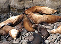072514 male california steller sea lions cascade head odfw (14953347067).jpg