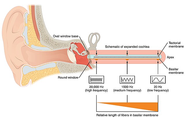 Cochlea Uncoiled