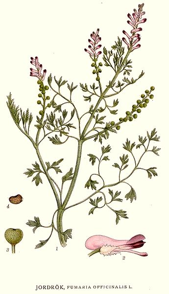 File:187 Fumaria officinalis.jpg