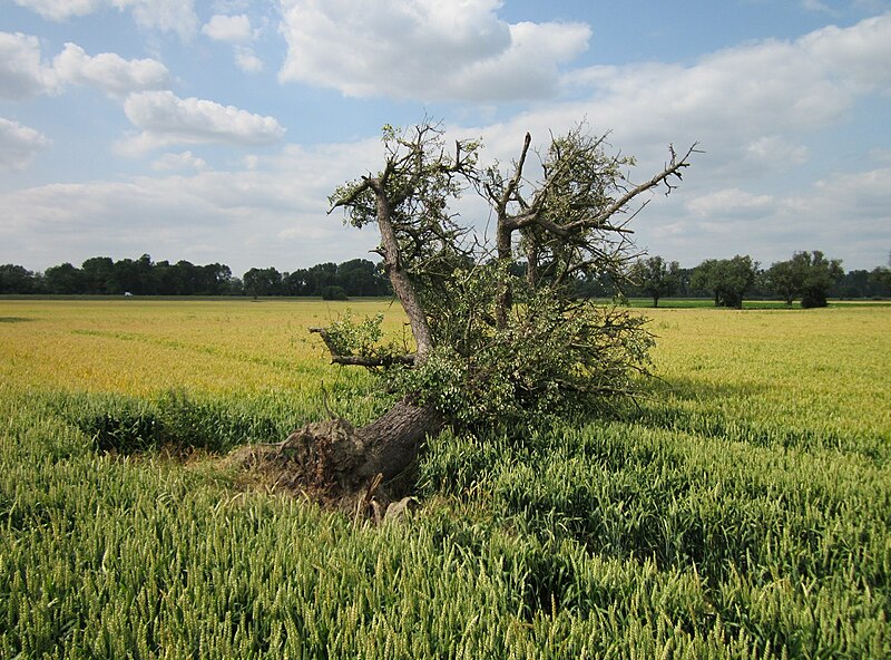 File:20130711Pyrus communis13.jpg