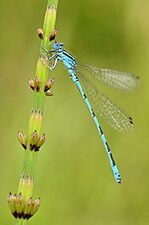 Coenagrion mercuriale