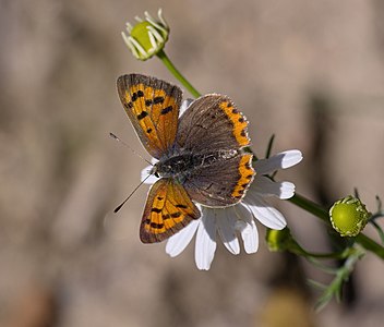 Small copper - Lycaena phlaeas