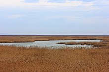 Alguns lagos abrem caminho através de uma paisagem plana e altos caules marrons.