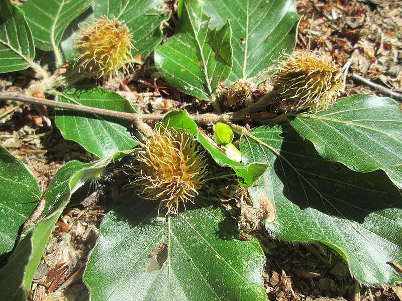 File:20180708Fagus sylvatica5.jpg