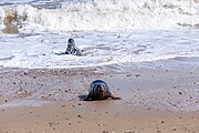 Seals at Horsey Dunes in Norfolk, United Kingdom.