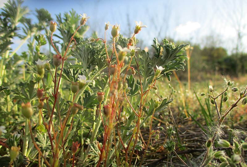 File:20230502Potentilla argentea Saxifraga tridactylites.jpg