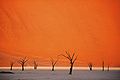 28 Abgestorbene Bäume im Dead Vlei in der Namib-Wüste, fotografiert 1997.jpg