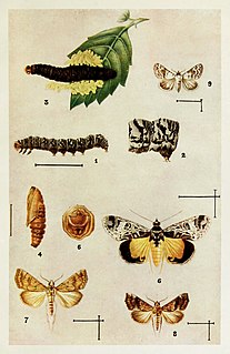 <i>Eublemma scitulum</i> Species of moth