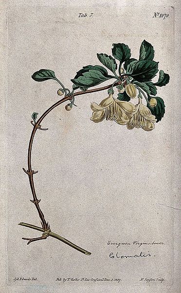 File:A clematis plant (Clematis cirrhosa); flowering stem. Colour Wellcome V0044387.jpg