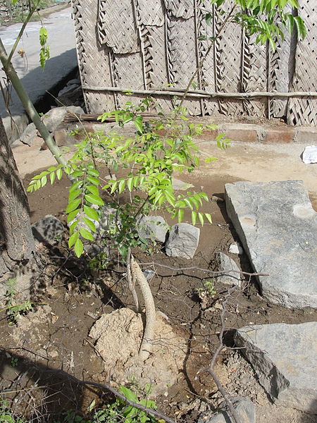 File:A curry leaf in Kitchen garden.JPG