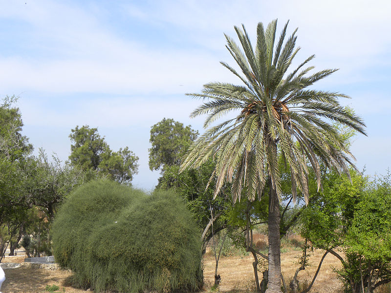 File:A date palm tree in Israel (5767852688).jpg