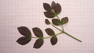 <i>Abarema filamentosa</i> Species of legume